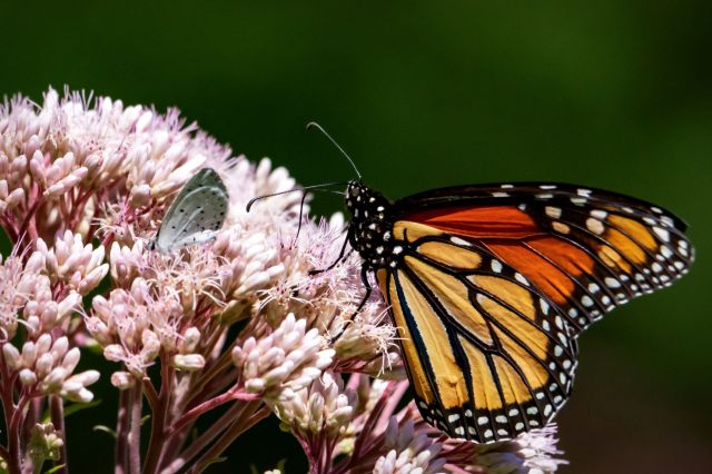 A recent study found that higher temperatures could make monarch butterflies more vulnerable to parasites.