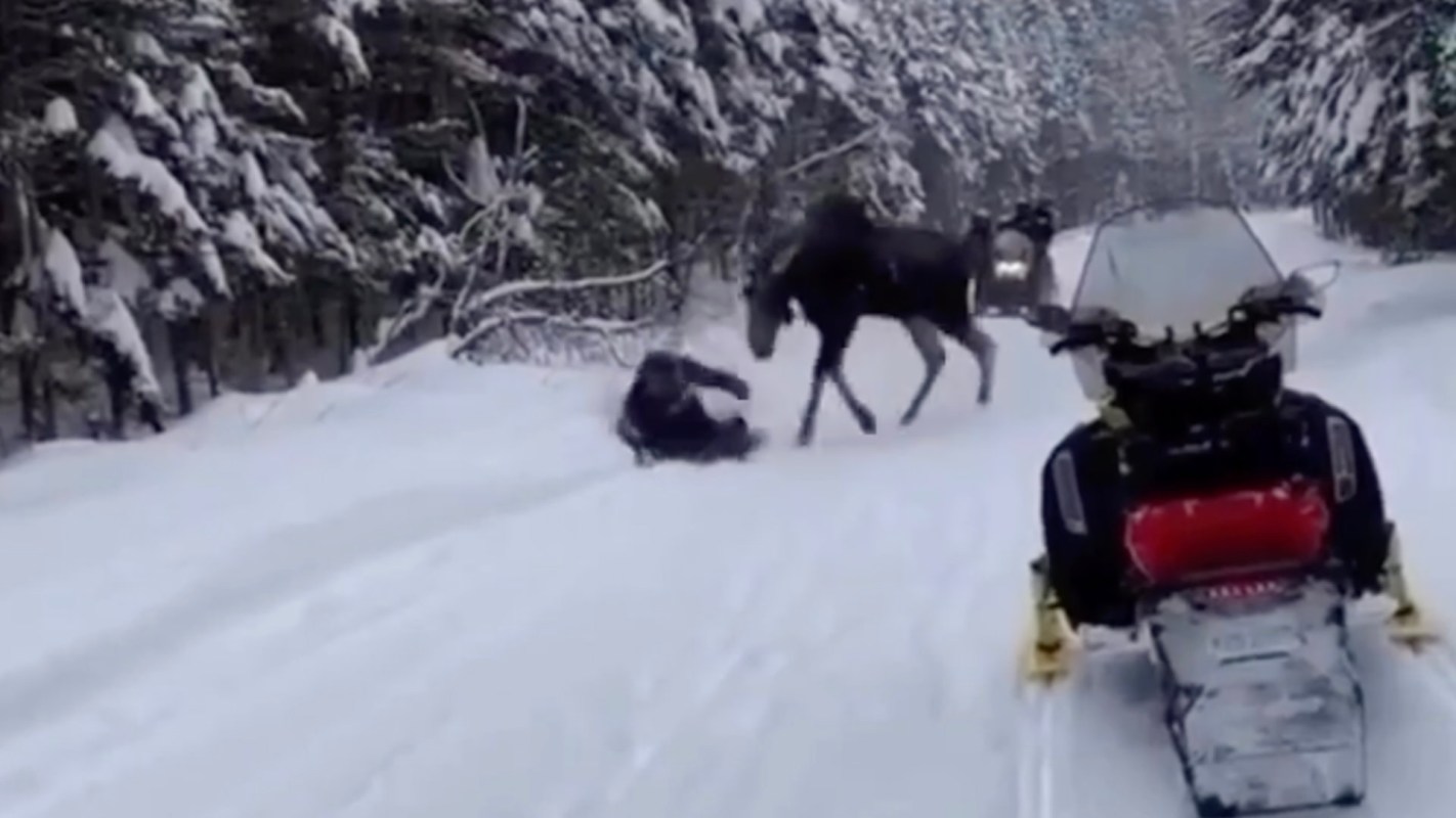 One viral video highlights how dangerous it is to approach a moose, reminding us to respect wildlife from a safe distance.