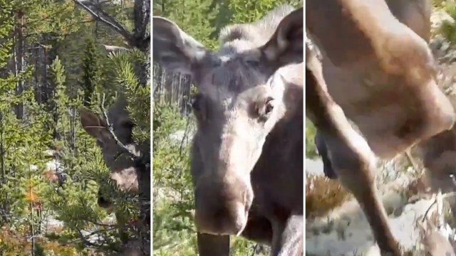 Colorado Parks and Wildlife shared a warning about moose after several people were injured in a series of moose attacks.