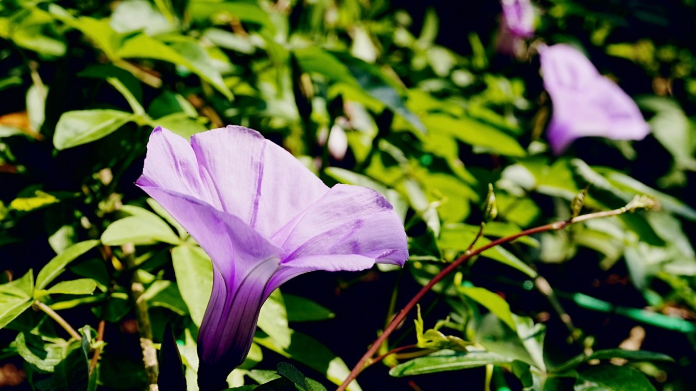 A user on the r/gardening subreddit posted a concerning photo of their neighbor's invasive plant that was creeping over the wall between their properties.