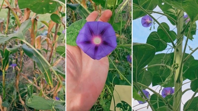 One gardener on TikTok showed how to identify a common garden flower, morning glory, which is actually an invasive plant species.