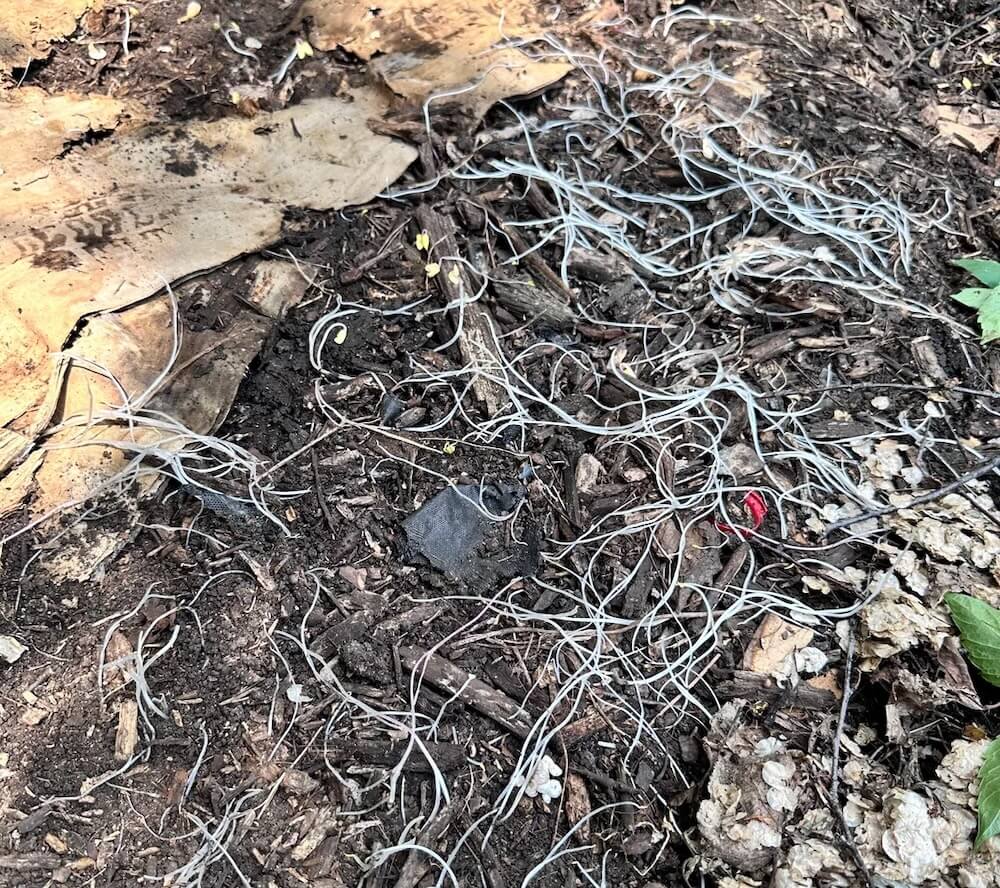 One Minnesota gardener shared photos of their morning glory nightmare and the ensuing cleanup process in the r/Minnesota_Gardening subreddit.