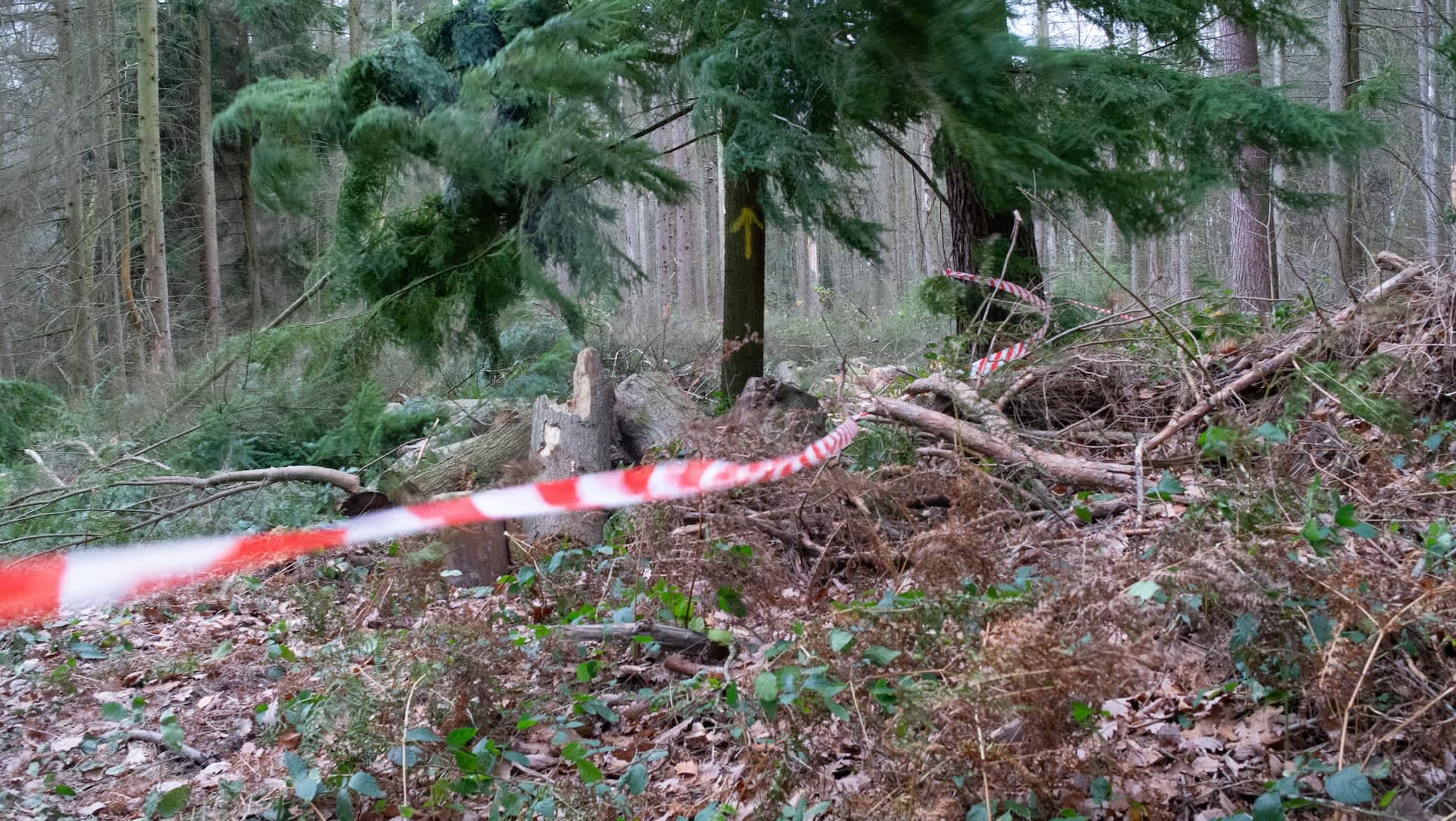 Officials announce troubling reason behind sudden closure of popular hiking trails: 'This is a tragedy'