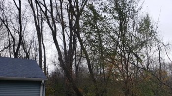 A homeowner was furious when a neighbor's tree-clearing company caused serious damage to their property, including their beloved mulberry tree.