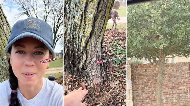 One TikTok gardener is calling out a common landscaping practice that they say is damaging trees across neighborhoods.