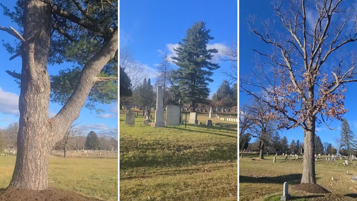 Far too many gardeners' and landscapers' are still into mulch volcanoes, even though this landscaping method is horrendously bad for trees.