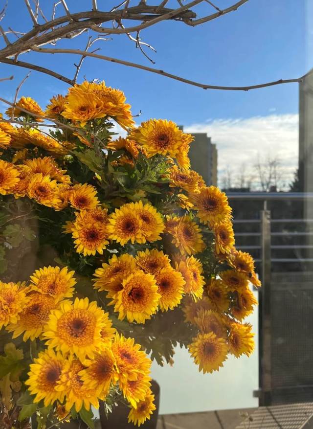 One gardener shared photos of chrysanthemums thriving in the snow, prompting others to rethink resilient gardening.