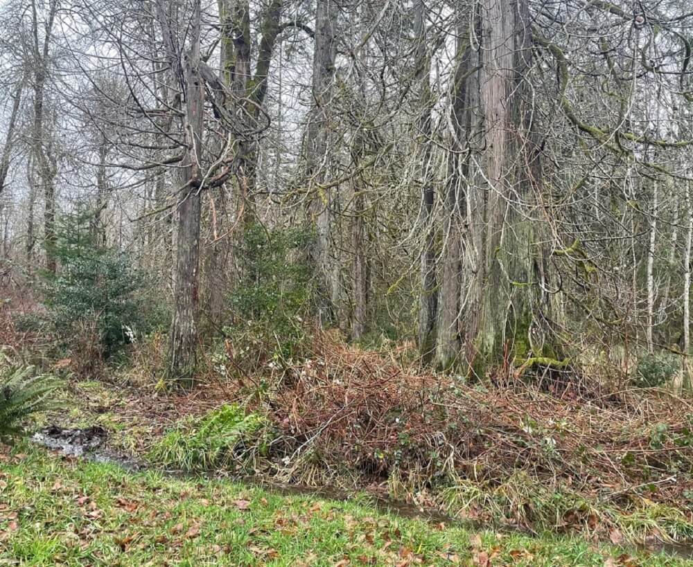 One Reddit user shared how they've been fighting battles with Himalayan blackberries for three years.