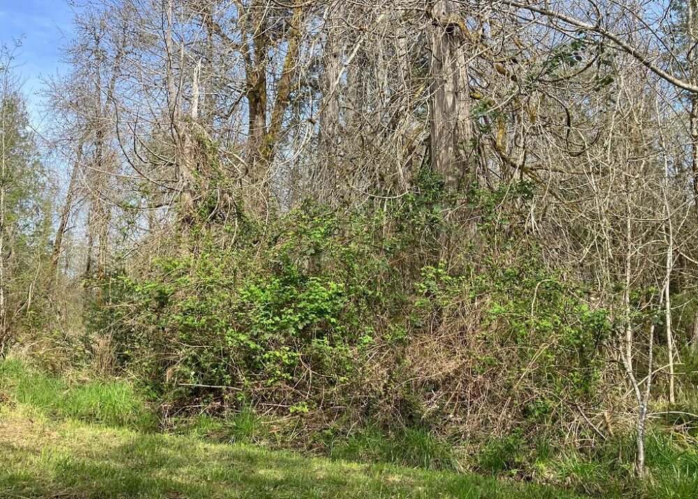 One Reddit user shared how they've been fighting battles with Himalayan blackberries for three years.