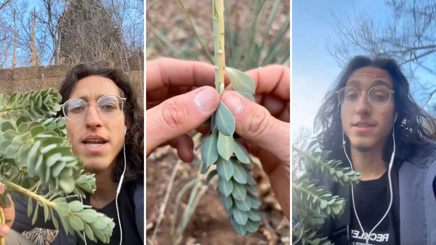 One gardener is warning about the invasive myrtle spurge, which is native to Southeast Europe and Asia but has become a problem in North America.