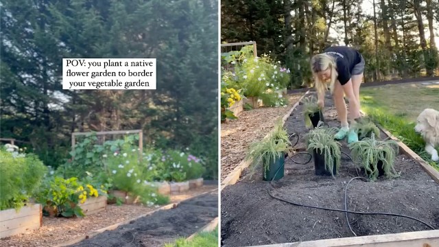 One gardener stunned internet users with their remarkable yard transformation, revealing how to grow a native plant garden.