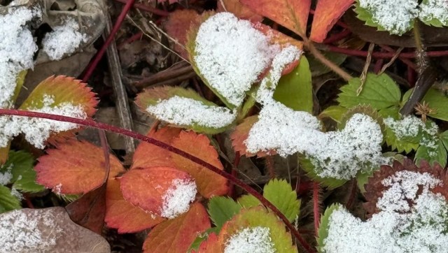 One Reddit user shared several photos of what their native plant garden looks like during fall and winter months.