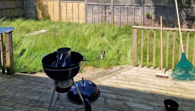 One gardener shared their experience transforming an overgrown backyard into a lovely lawn and native plant garden.