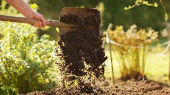 Upgrading your yard with native plants not only benefits the environment, but one gardener proved that it can help utilize limited space too.