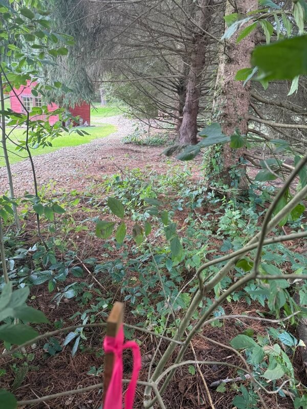 One Redditor asked what to do when a neighbor secretly pruned his trees. The community at r/treelaw had plenty of advice.