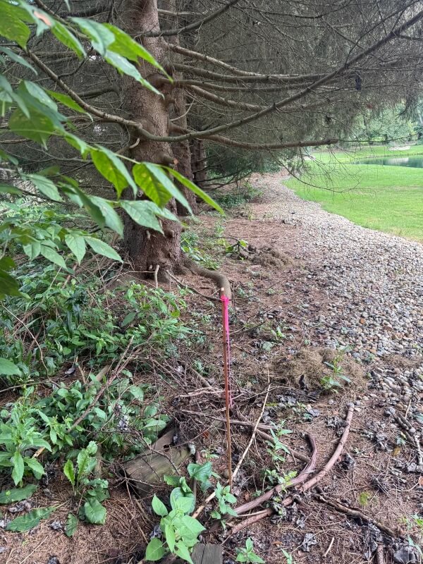 One Redditor asked what to do when a neighbor secretly prunes their trees. The r/treelaw community had lots of advice.