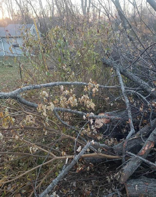 A homeowner was furious when a neighbor's tree-clearing company caused serious damage to their property, including their beloved mulberry tree.