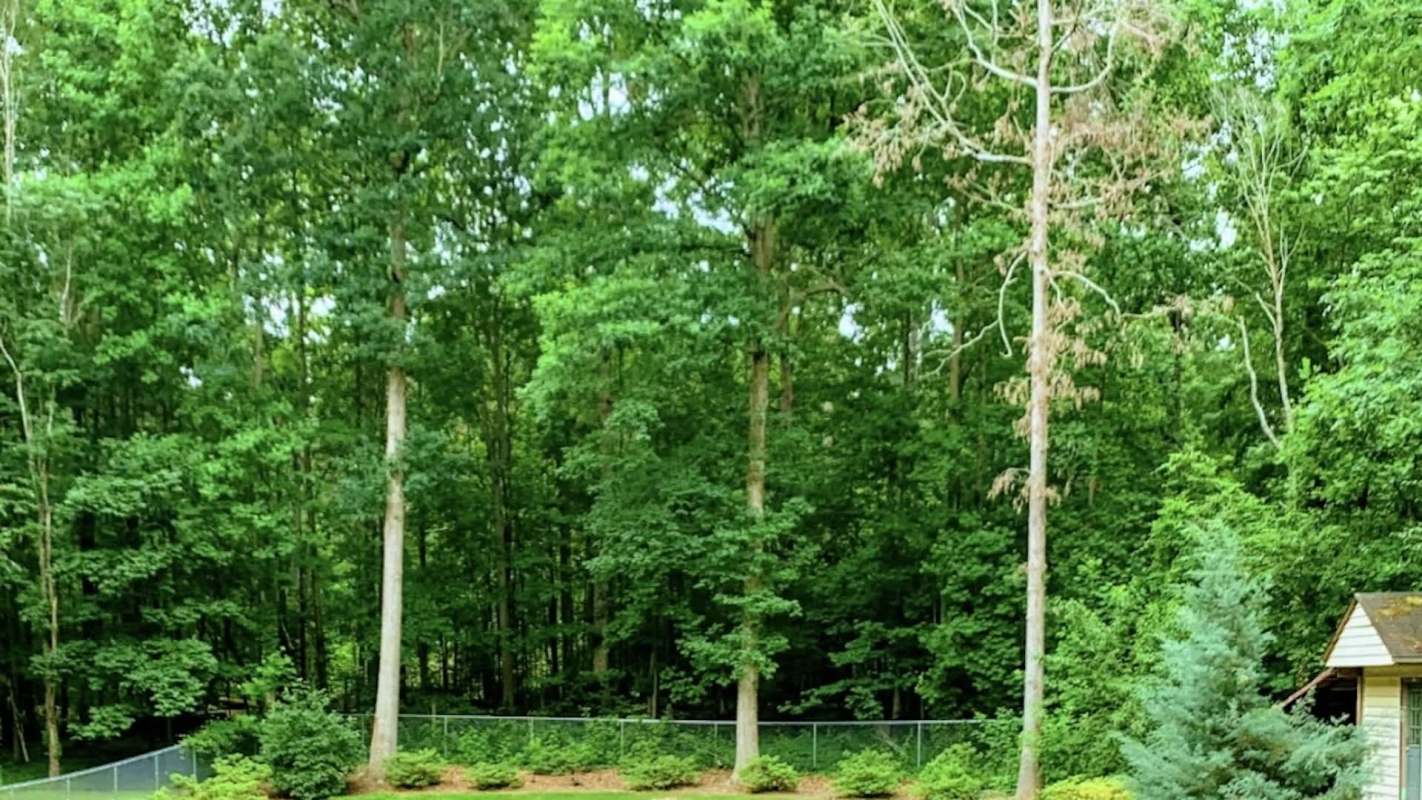 A North Carolina homeowner shared a shocking neighbor dispute on Reddit after their neighbor had trees cut down on their property.