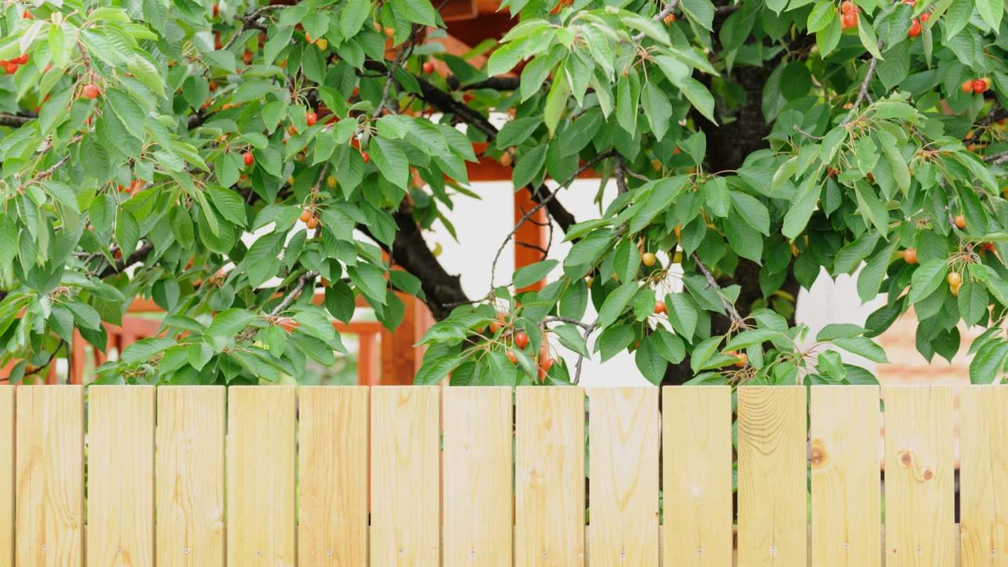 Problematic neighbors can often be an impediment to keeping a healthy yard. One Redditor shared a story about how their neighbor tried to steal their fruit trees.