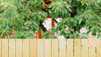 Problematic neighbors can often be an impediment to keeping a healthy yard. One Redditor shared a story about how their neighbor tried to steal their fruit trees.