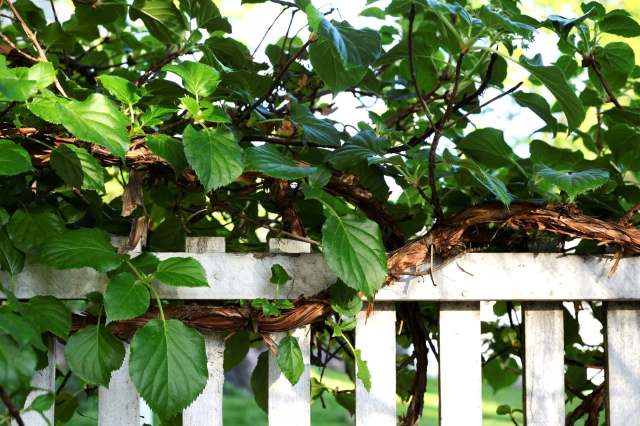 One homeowner was shocked to discover their neighbor had killed their shrub with toxic chemicals — so they took action.