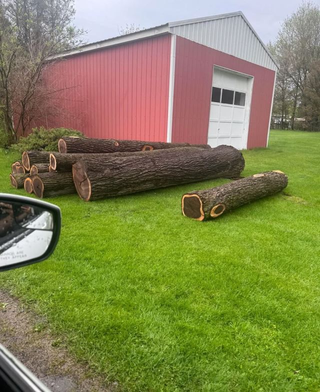 One heartbroken Reddit user shared their tree-law story after a neighbor cut down 12 black walnut trees.