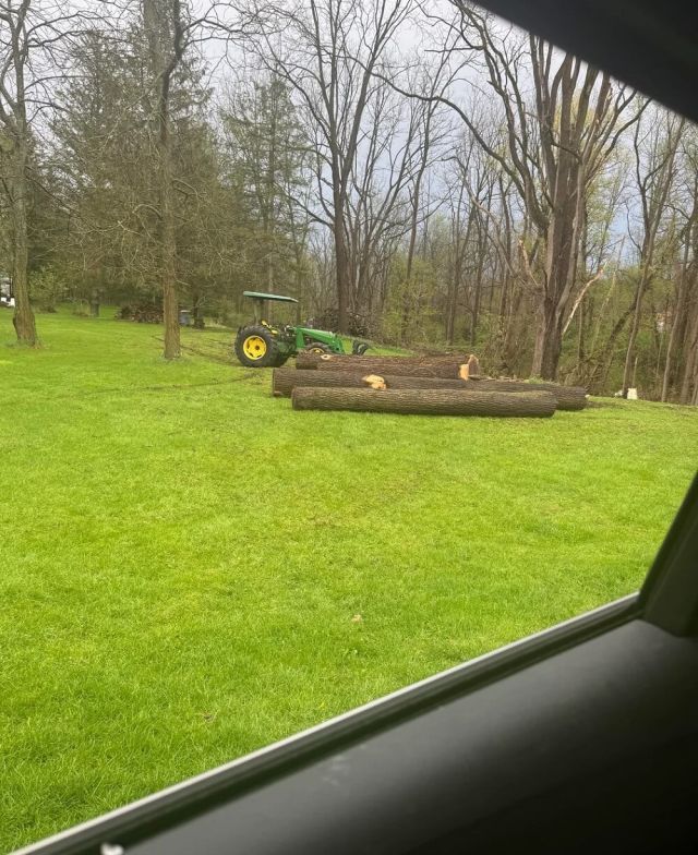 One heartbroken Reddit user shared their tree-law story after a neighbor cut down 12 black walnut trees.