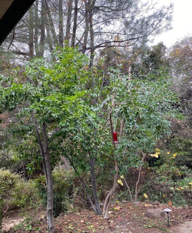 A Redditor posted to the r/arborists community with a troubling situation: someone next door had topped trees growing on their property.