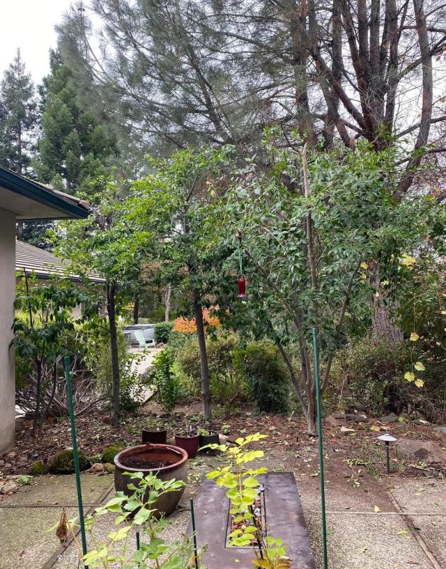 A Redditor posted to the r/arborists community with a troubling situation: someone next door had topped trees growing on their property.