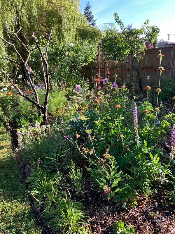 One gardener shared before-and-after photos of their pollinator garden, showcasing the incredible transformation.