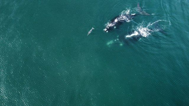 A study published in the British Ecological Society's journal presents rare good news about how long-term conservation can actually work.