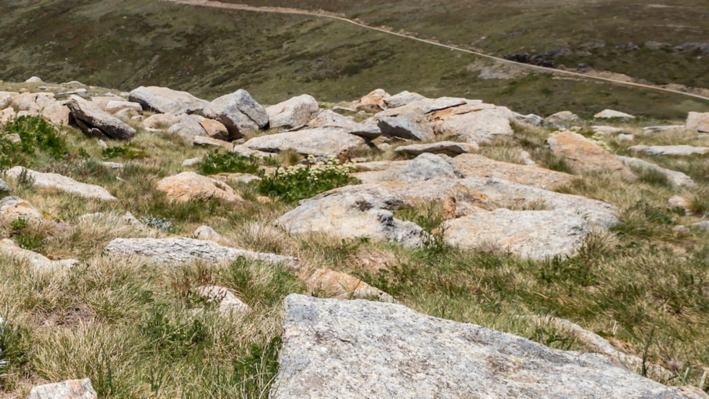 A single trail camera in a remote Australian sanctuary recorded the reappearance of a northern quoll.