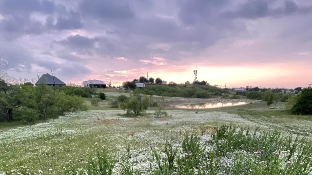 A Redditor in North Texas let nature do its thing in their seven-acre lot with remarkable results.