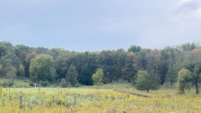 One gardener shared footage of an oak savanna restoration project on their family's land, a space that was once a cattle pasture.