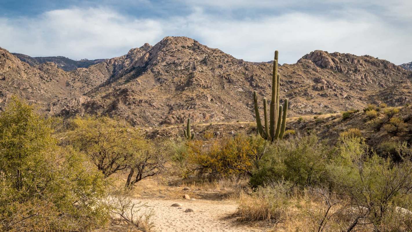 A trail camera recorded the second-ever confirmed documentation of an ocelot in the Santa Rita Mountains of Arizona, providing valuable conservation data.