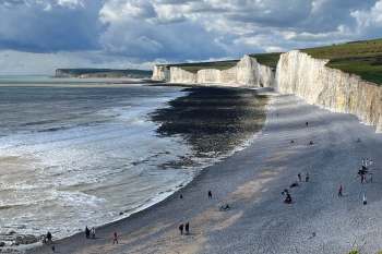 The common or Mediterranean octopus had a massive population boom in 2025.
