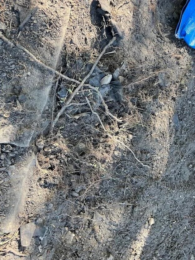 A post in the r/gardening subreddit detailed an experience with tearing up landscaping fabric.