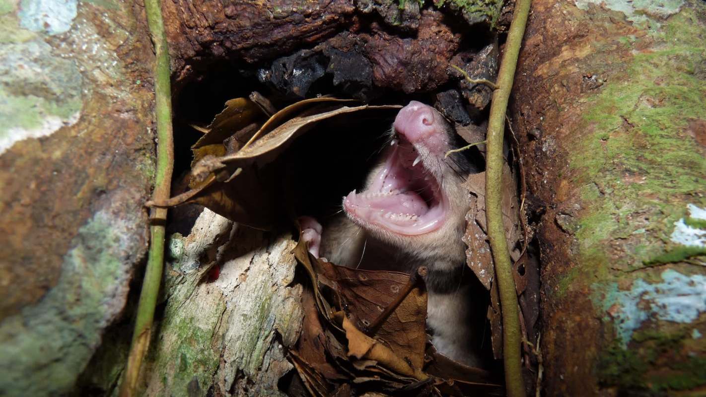 A YouTube and Instagram influencer may be in trouble with the law after his "Opossum Launcher" prank sparked outrage.