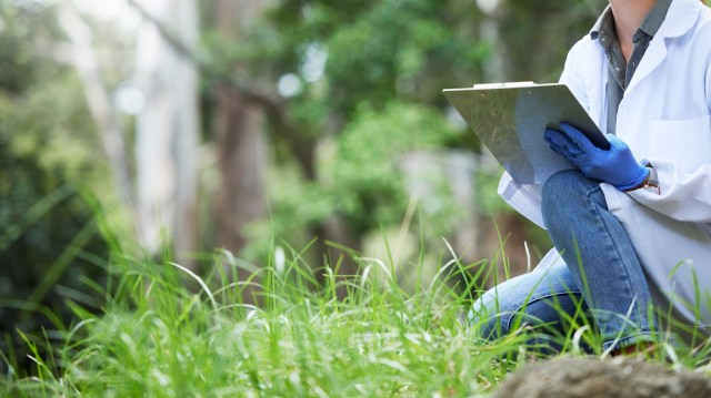 After a decade of research and breeding programs, the osprey population in Illinois has grown significantly.