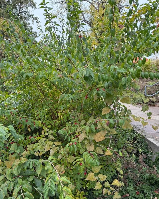 One Xavier University student shared troubling photos of Amur honeysuckles, revealing the extent of the invasive species' problem on their campus.