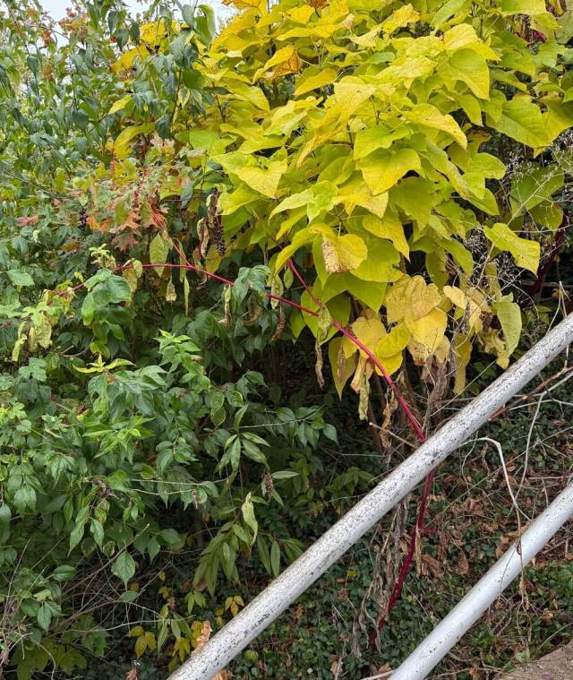 One Xavier University student shared troubling photos of Amur honeysuckles, revealing the extent of the invasive species' problem on their campus.