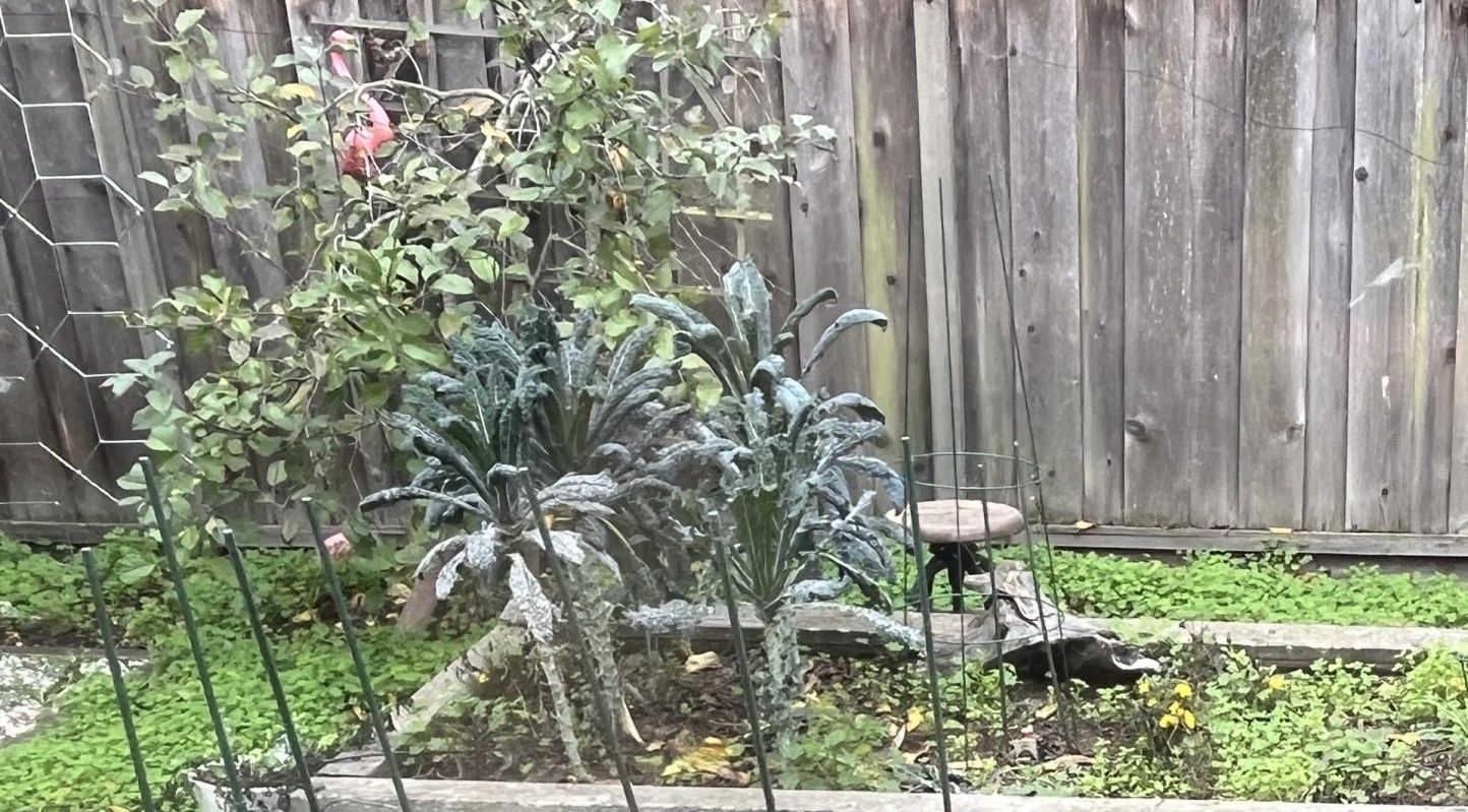 An r/bayarea user shared how frustrating it is dealing with an invasive species of oxalis in their garden.