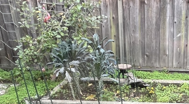 An r/bayarea user shared how frustrating it is dealing with an invasive species of oxalis in their garden.