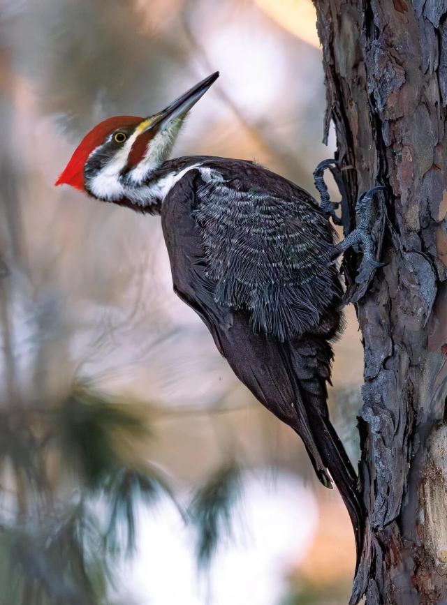One Redditor shared several photos they captured of a pileated woodpecker, recounting how the bird was incredibly close.