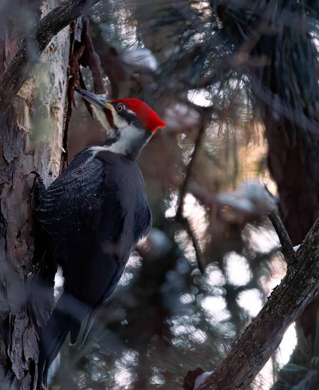 One Redditor shared several photos they captured of a pileated woodpecker, recounting how the bird was incredibly close.