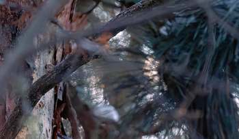 One Redditor shared several photos they captured of a pileated woodpecker, recounting how the bird was incredibly close.