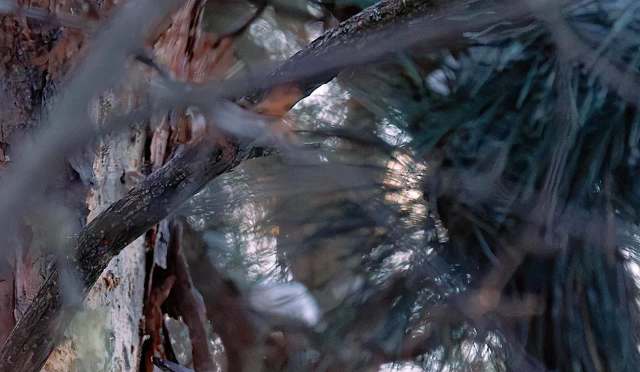 One Redditor shared several photos they captured of a pileated woodpecker, recounting how the bird was incredibly close.