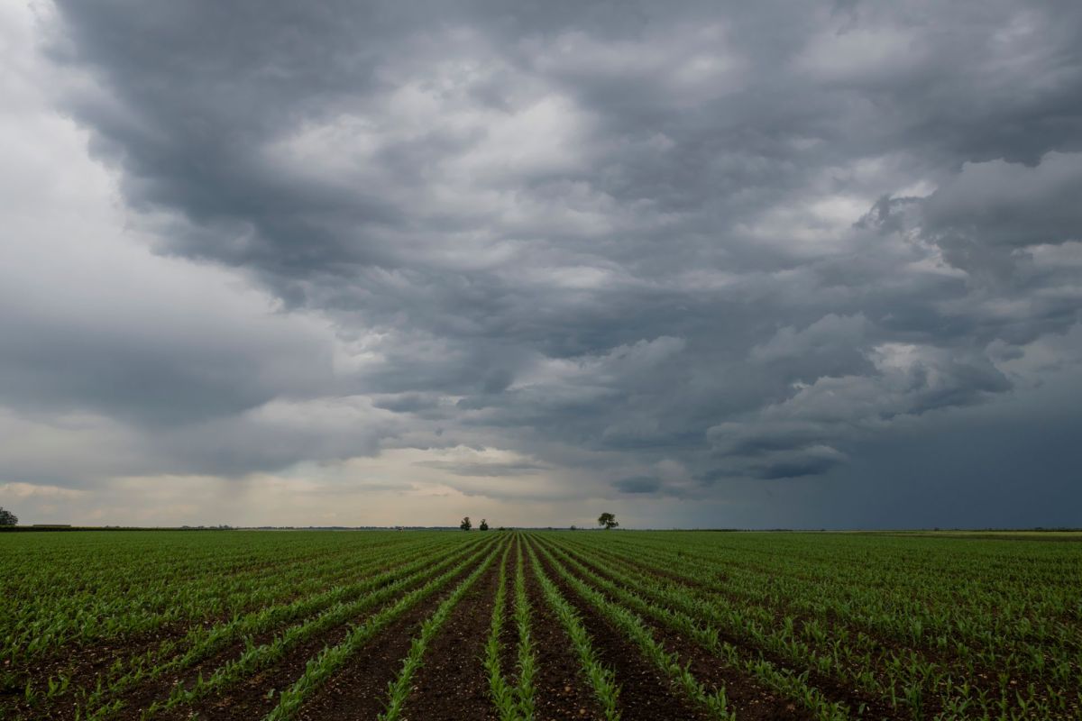 Pineapple growers in Quỳnh Thắng, Vietnam, have experienced widespread root rot, wilting, and yellowing of leaves, resulting in significant crop loss.
