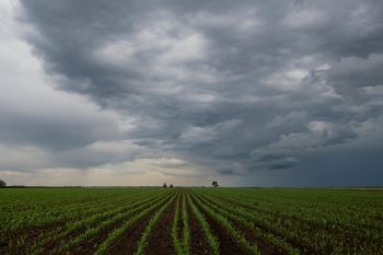 Pineapple growers in Quỳnh Thắng, Vietnam, have experienced widespread root rot, wilting, and yellowing of leaves, resulting in significant crop loss.