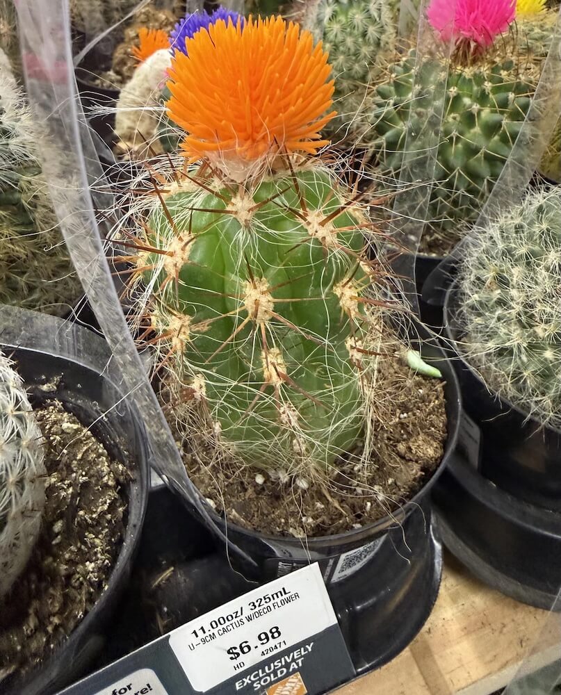 A Reddit user called out Home Depot for gluing plastic flowers to real cacti in a post that's gaining traction.